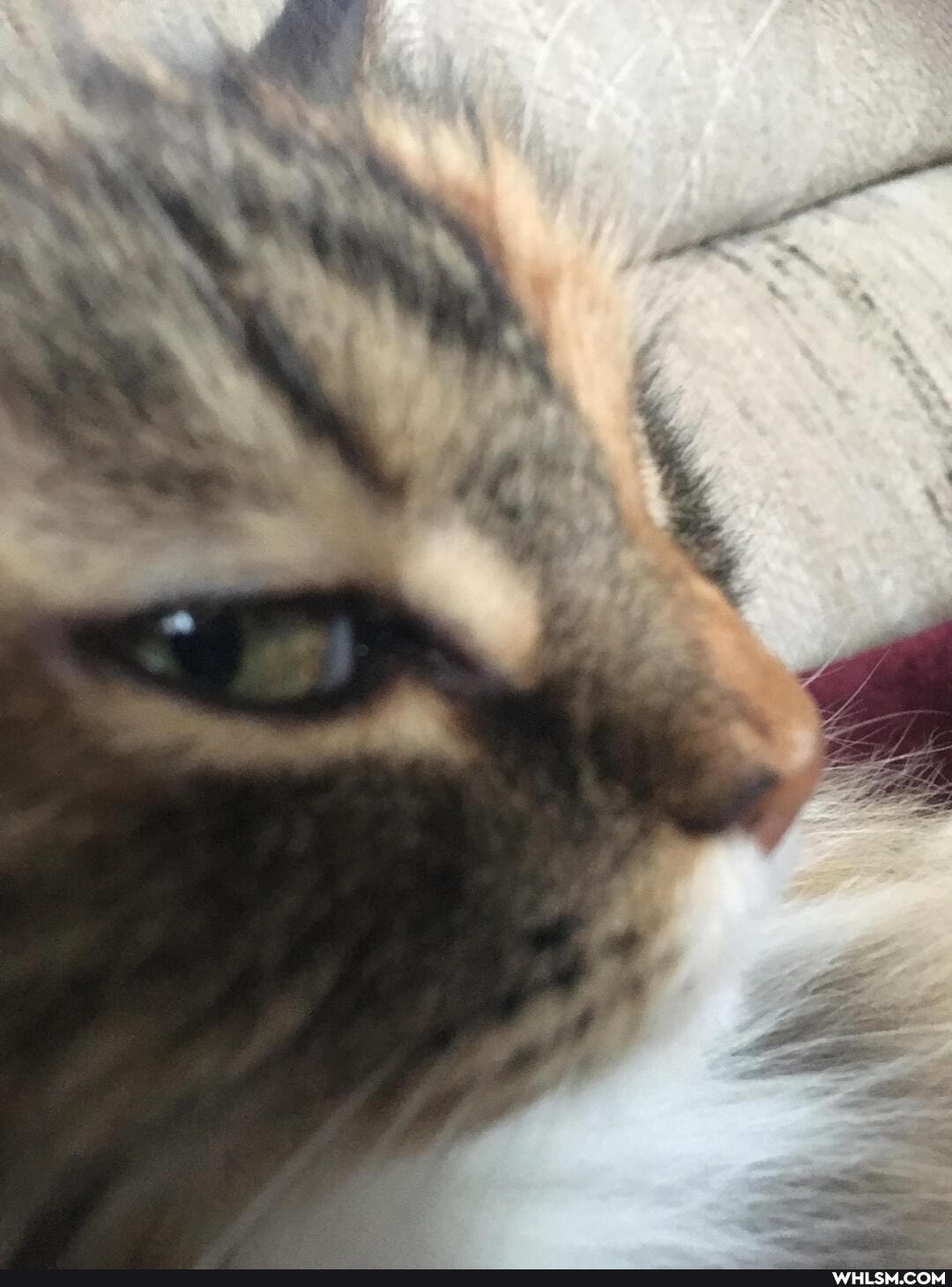 cats, funny