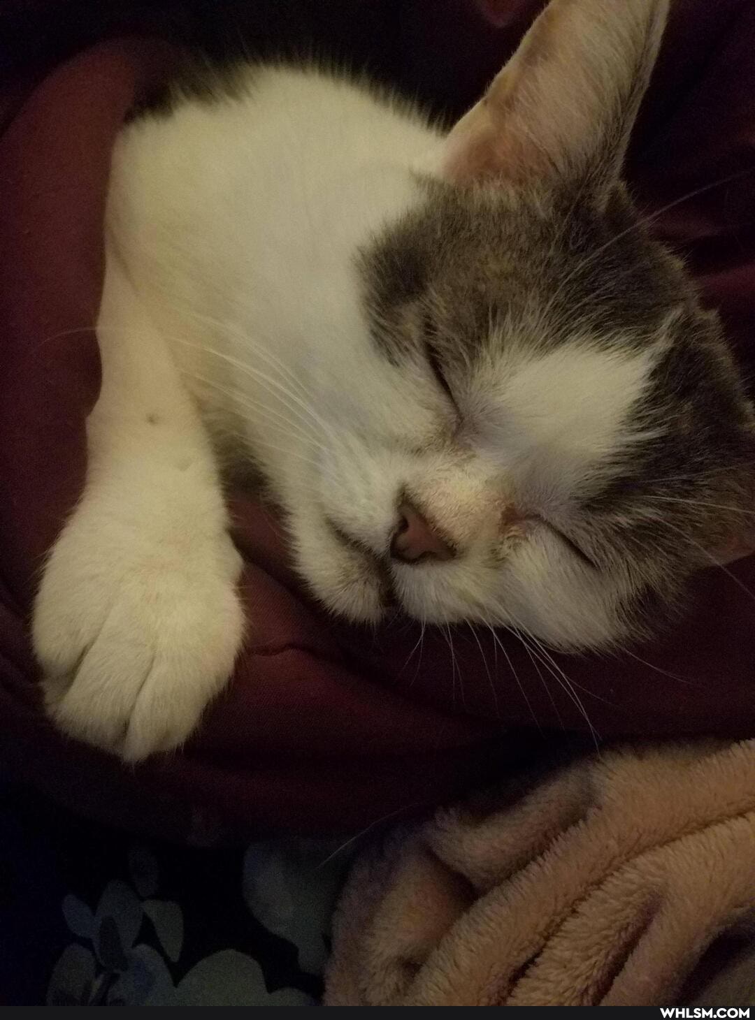 funny, aww, caturday