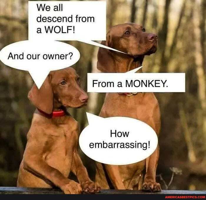We all descend from a WOLF!
And our owner?
From a MONKEY.
How embarrassing!
