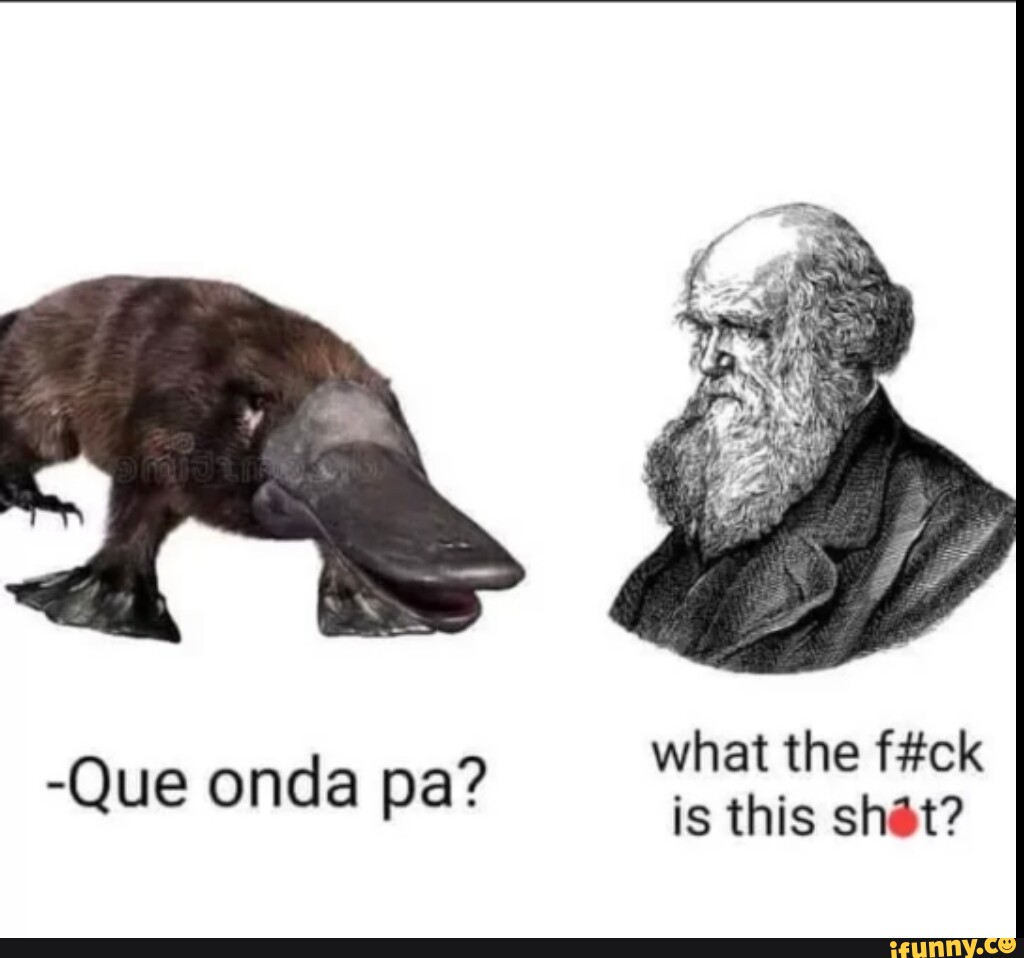 What the Que onda pa? is this shet? iFunny Brazil