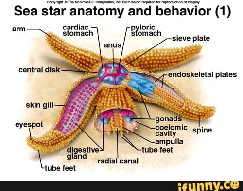 ampulla anatomy animals