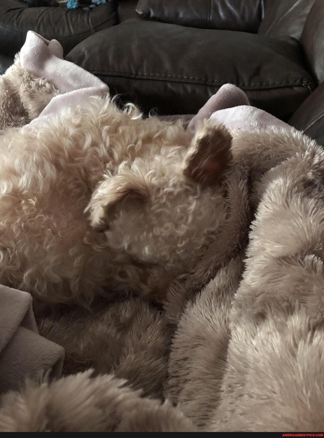 woke, foggyeyed, couldn, pupper, hahahah