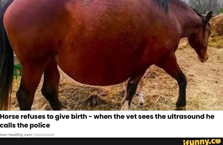 Horse refuses to give birth - when the vet sees the ultrasound he alls