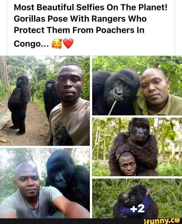 Most Beautiful Selfies On The Planet! Gorillas Pose With Rangers Who ...