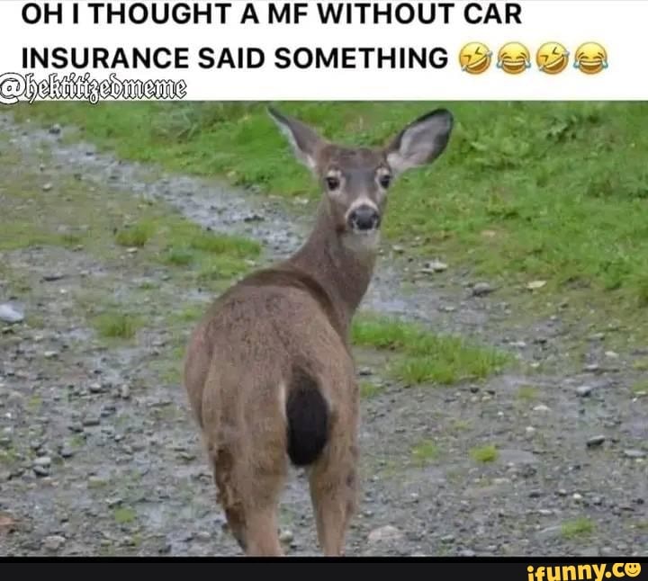 OH I THOUGHT A MF WITHOUT CAR INSURANCE SAID SOMETHING - iFunny