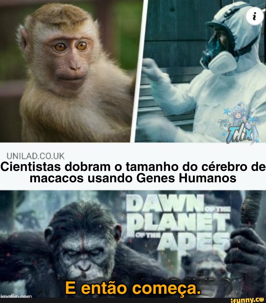 UNILAD.CO.UK
Cientistas dobram o tamanho do cérebro de macacos usando Genes Humanos
de
E então começa.