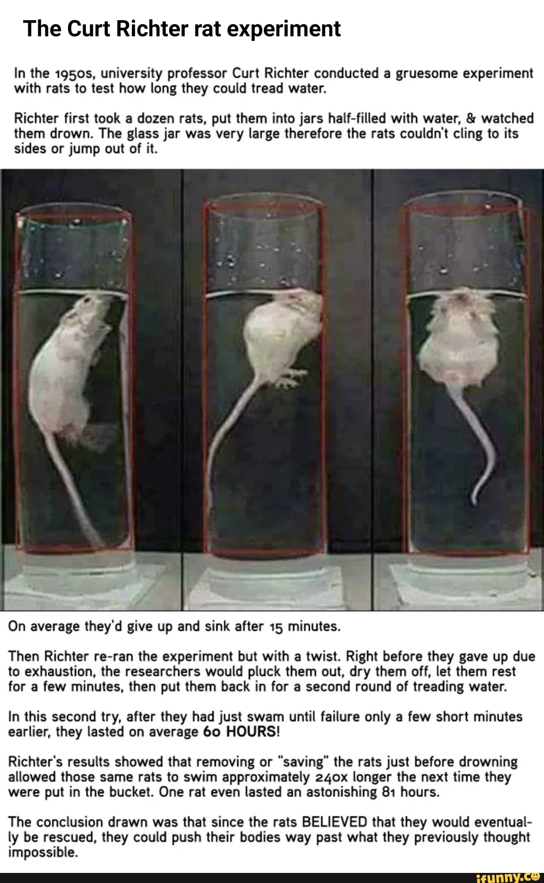 rat hell experiment