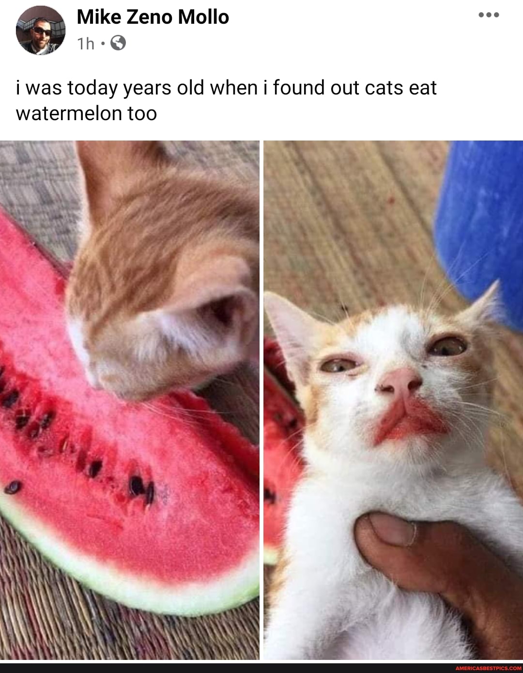 Mike Zeno Mollo
was today years old when i found out cats eat watermelon too