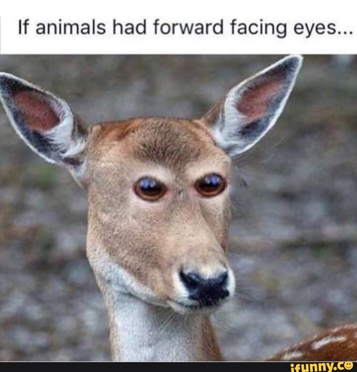 If animals had forward facing eyes... 