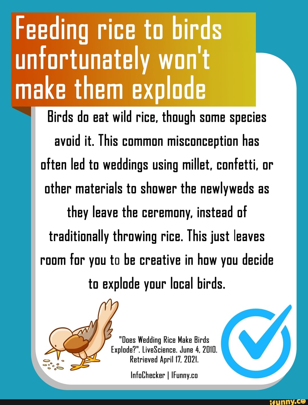 Feeding rice to birds untortunately wont make them explode Birds do eat