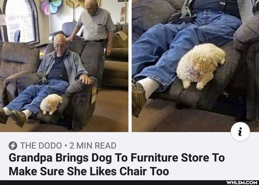 @ THE DODO 2 MIN READ Grandpa Make Brings Dog Likes To Furniture Chair Too Store To
Make Likes Chair Too