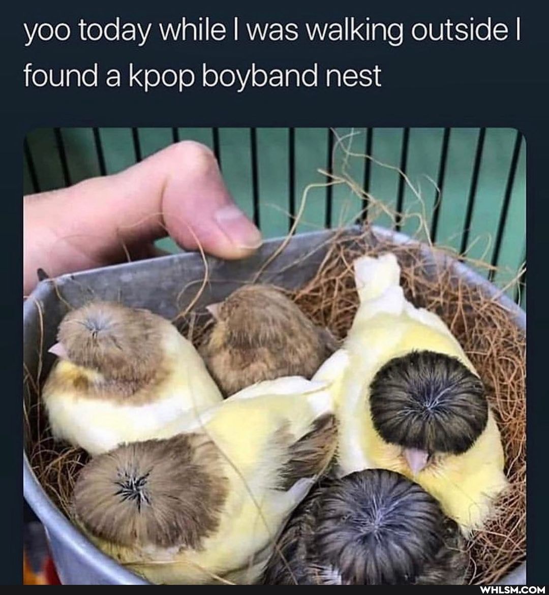 yoo today while I was walking outside I found a kpop boyband nest