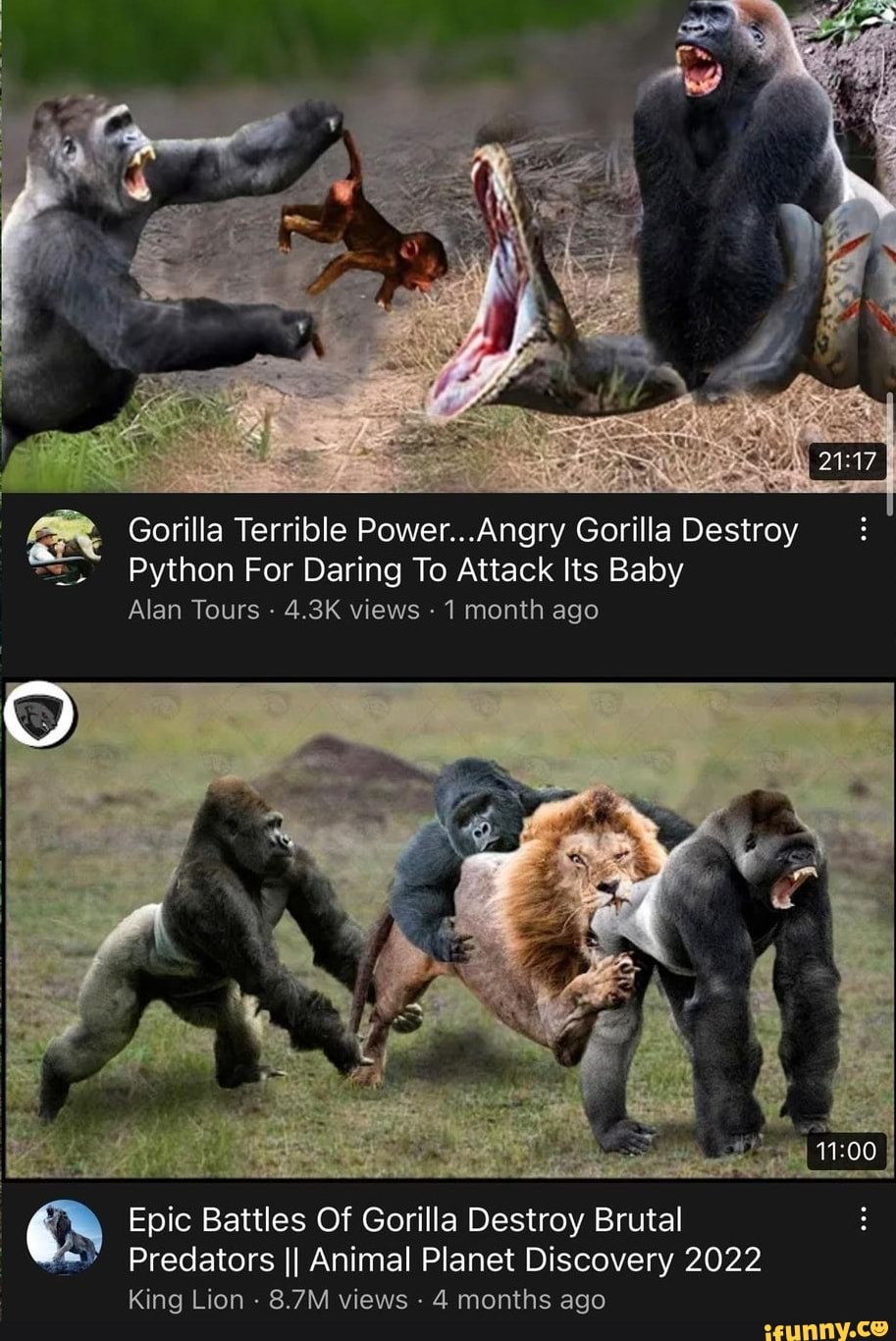 Gorilla Terrible Power...Angry Gorilla Destroy Python For Daring To ...