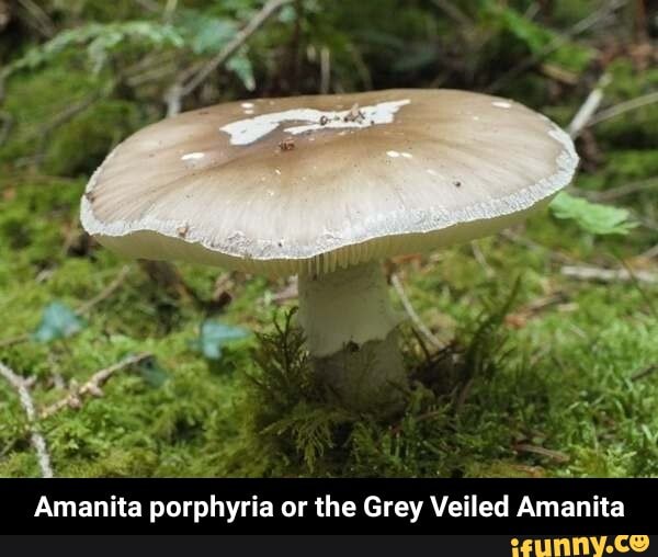 Серый Мухомор Съедобный Фото