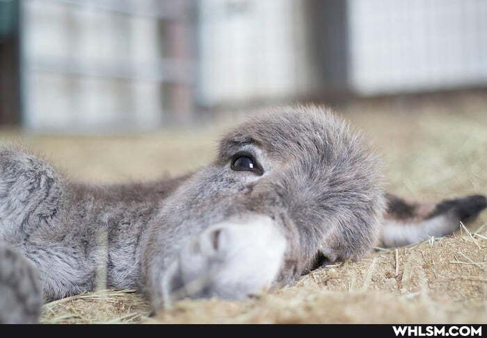 realized, eye, bleach, baby, donkey