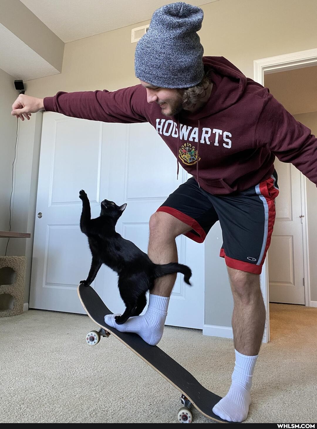 cat, cute_animal, skateboarding