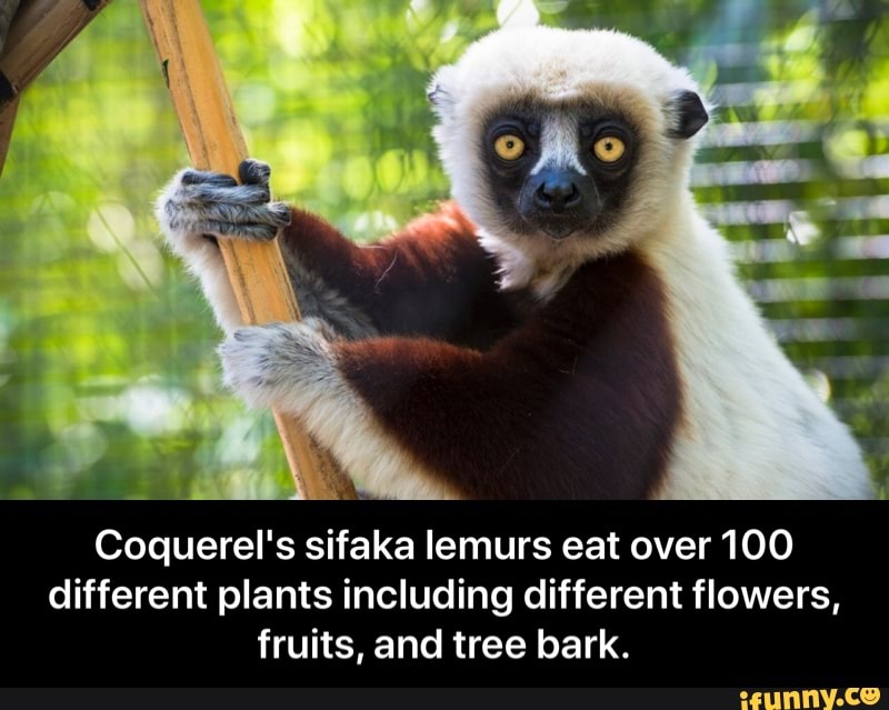 Coquerel's sifaka lemurs eat over 100
different plants including different flowers,
fruits, and tree bark. - Coquerel's sifaka lemurs eat over 100 different plants including different flowers, fruits, and tree bark.