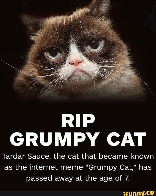 Rip Grumpy Cat Tardar Sauce The Cat That Became Known As The Internet Meme Grumpy Cat Has