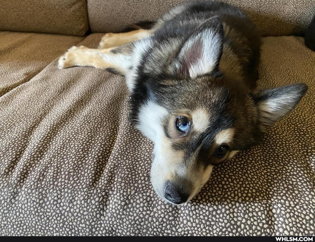 puppy, aww, puppers