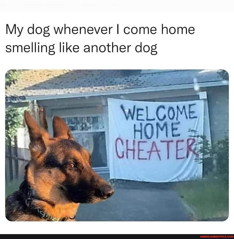 Doggeria memes. Best Collection of funny Doggeria pictures on iFunny