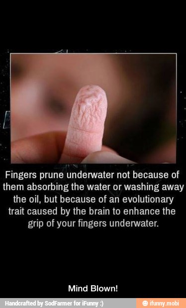 E
Fingers prune underwater not because of
them absorbing the water or washing away
the oil, but because of an evolutionary
trait caused by the brain to enhance the
grip of your fingers underwater.
Mind Blown! - Mind Blown!