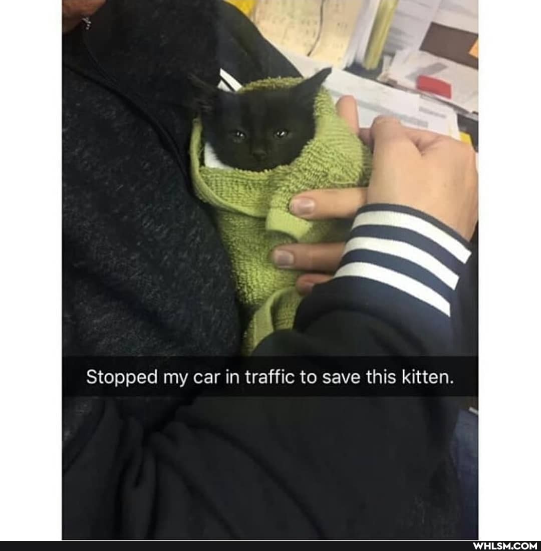 Stopped my car in traffic to save this kitten.