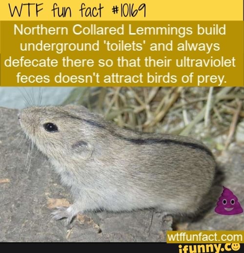 WTF fun fact #1004 Northern Collared Lemmings build underground ...