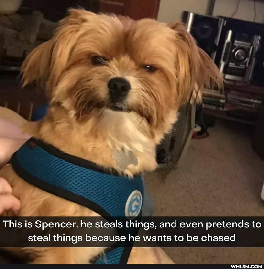 This is Spencer, he steals things, and even pretends to steal things because he wants to be chased