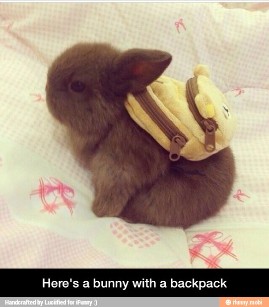 Here's a bunny with a backpack - Here's a bunny with a backpack