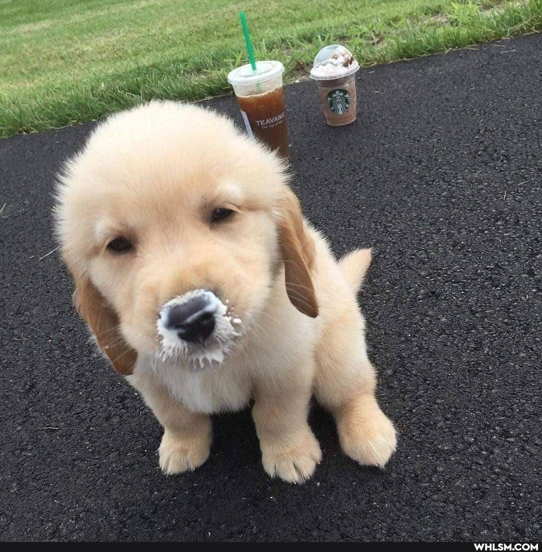 funny, dog, pets