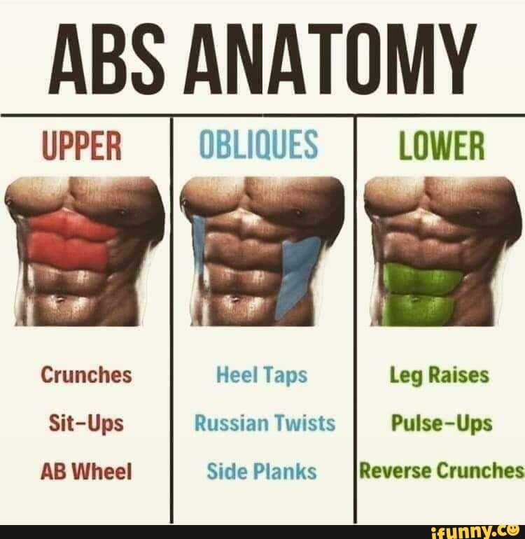 ABS ANATOMY Crunches Heel Taps Leg Raises Sit-Ups Russian Twists Pulse ...