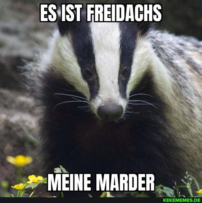 ES IST FREIDACHS
MEINE MARDER-_.: