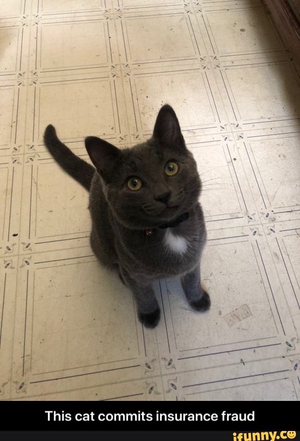 ME
PAL
This cat commits insurance fraud - This cat commits insurance fraud