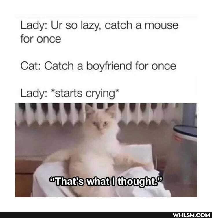 Lady: Ur so lazy, catch a mouse for once
Cat: Catch a boyfriend for once
Lady: *starts crying*
"That's what thought"'