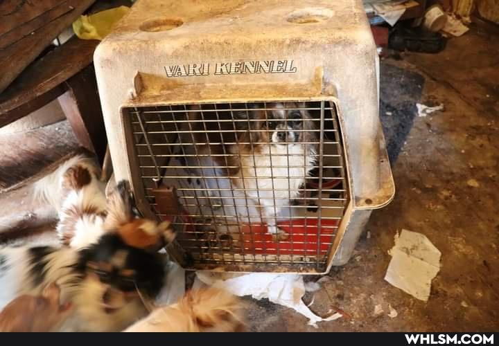 help_me_imgur, rescue_dog