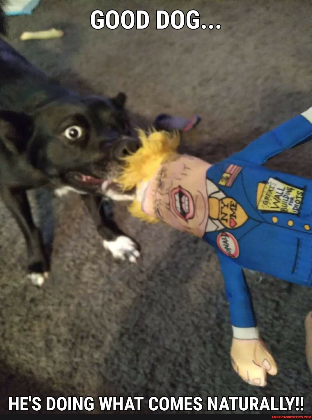 GOOD DOG...
HE'S DOING WHAT COMES NATURALLY!!!