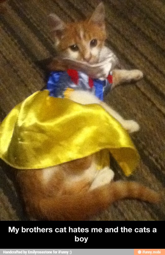 My brothers cat hates me and the cats a
boy - My brothers cat hates me and the cats a boy