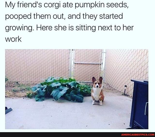 My friend's corgi ate pumpkin seeds, pooped them out, and they started growing. Here she is sitting next to her work