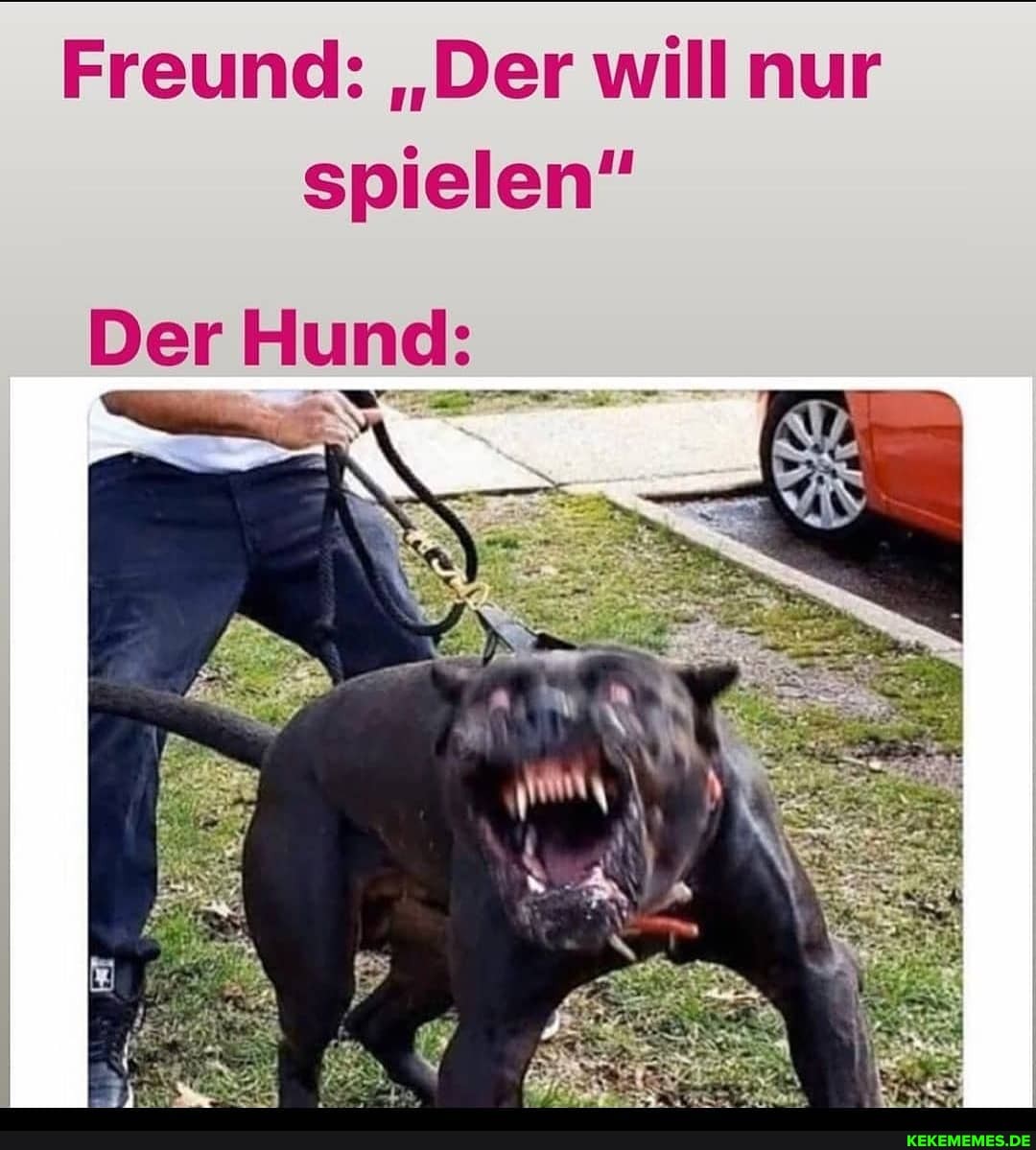 Freund: "Der will nur
spielen"
Der Hund:
BEN