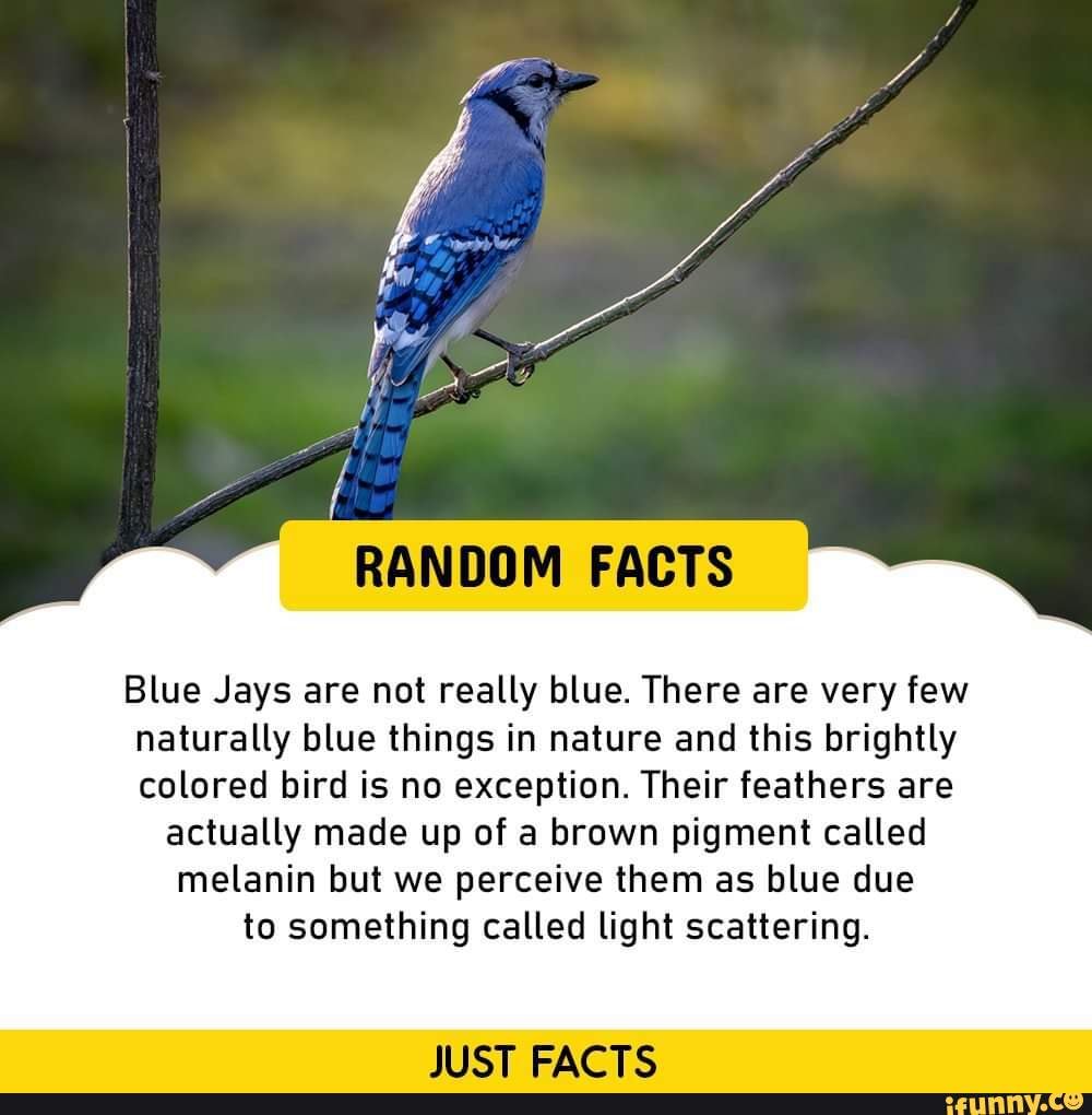 New York State Dept. of Environmental Conservation on X: I'm NOT blue da  ba dee da ba di?! Did you know #bluejay feathers are made of microscopic  prism-like structures, causing the refracted