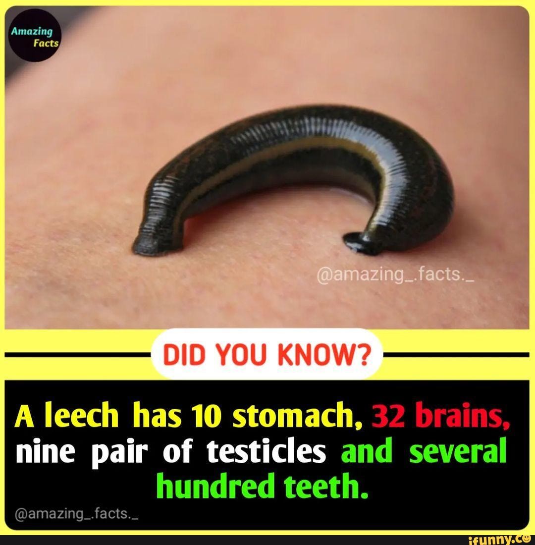 Amaxing Facts, DID YOU KNOW? A leech has 10 stomach, 32 nine pair of  testicles and several hundred teeth. facts 