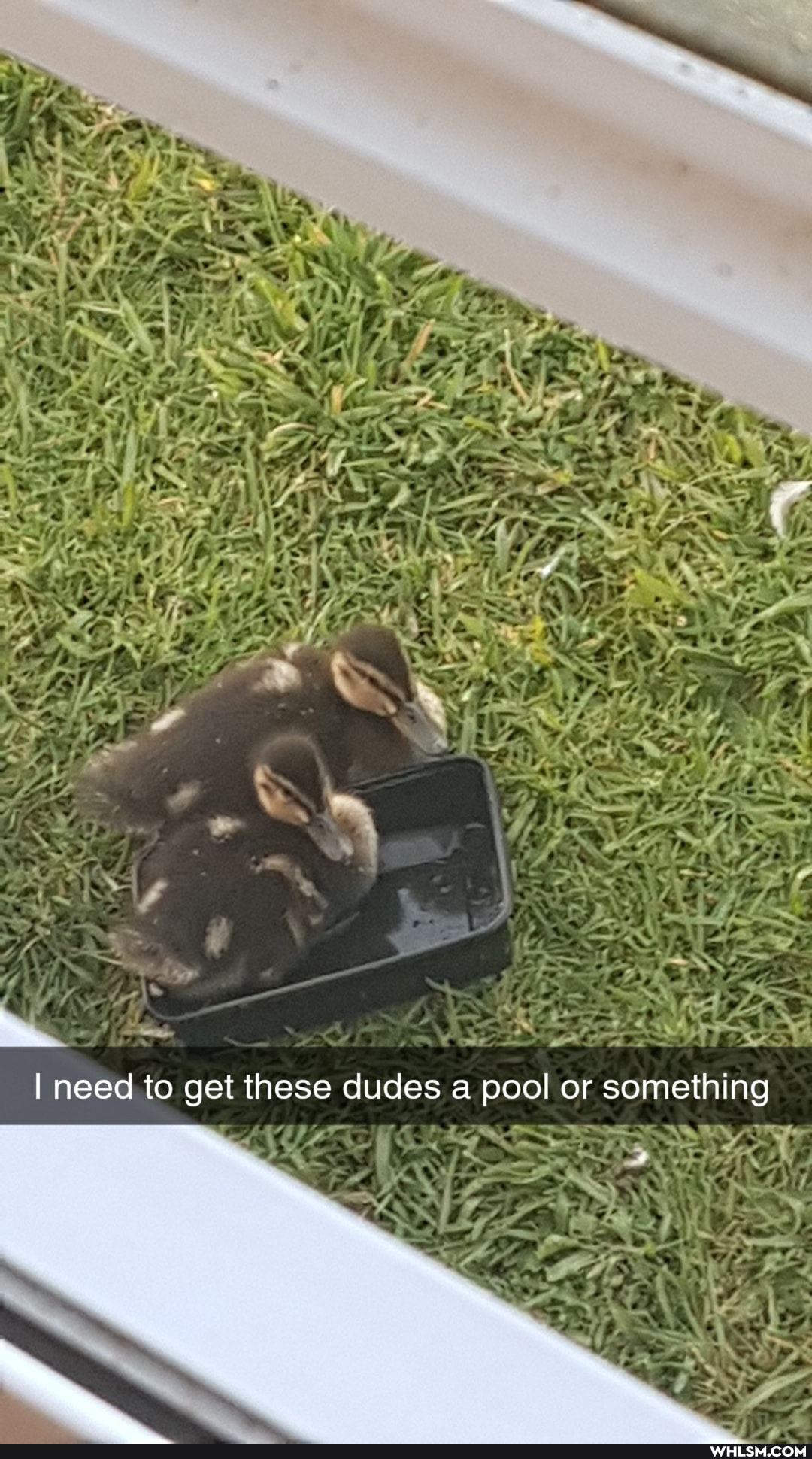 I need to get these dudes a pool or something