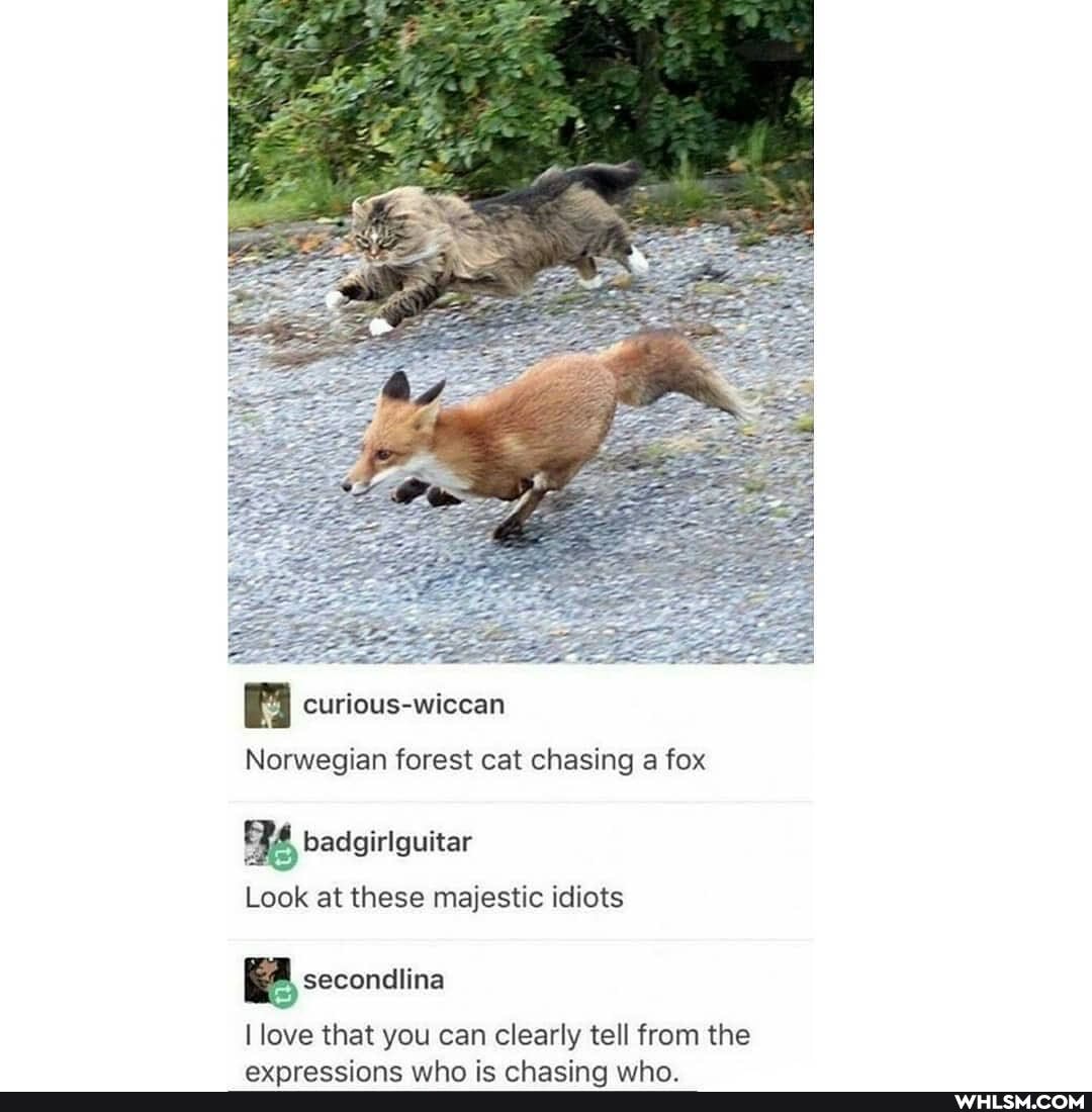 curious-wiccan
Norwegian forest cat chasing a fox
Look at these majestic idiots
I love that you can clearly tell from the