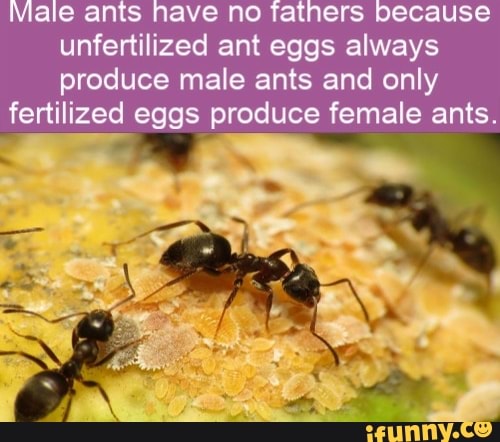 Unfertilized ant eggs always produce male ants and only fertilized eggs ...