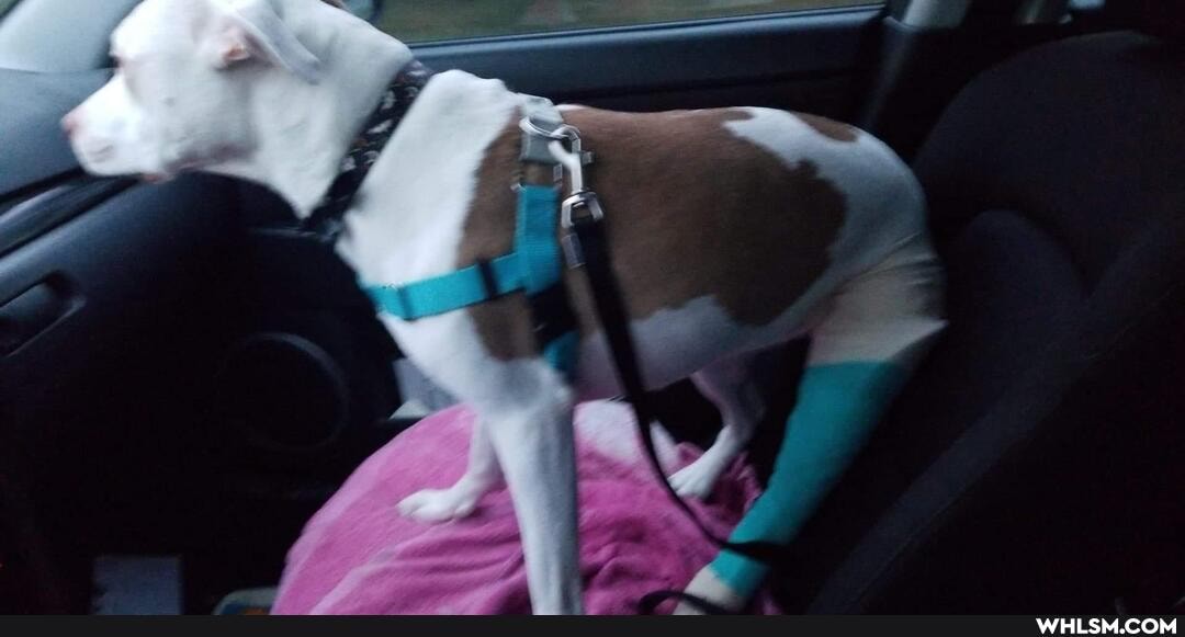 medical, nature, love, loveyourpets