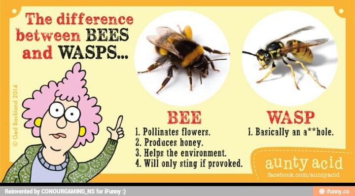 The dif f erence between BEES and WASPS... \