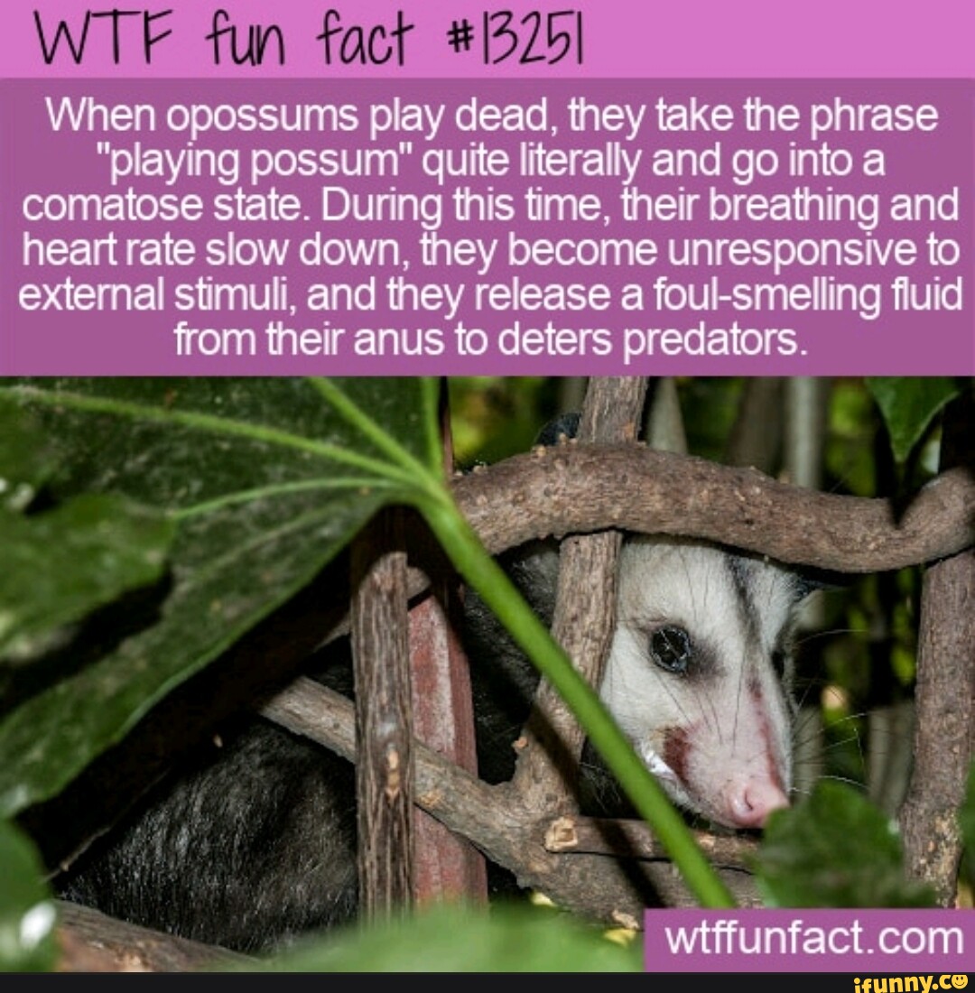 Opossum Playing Dead