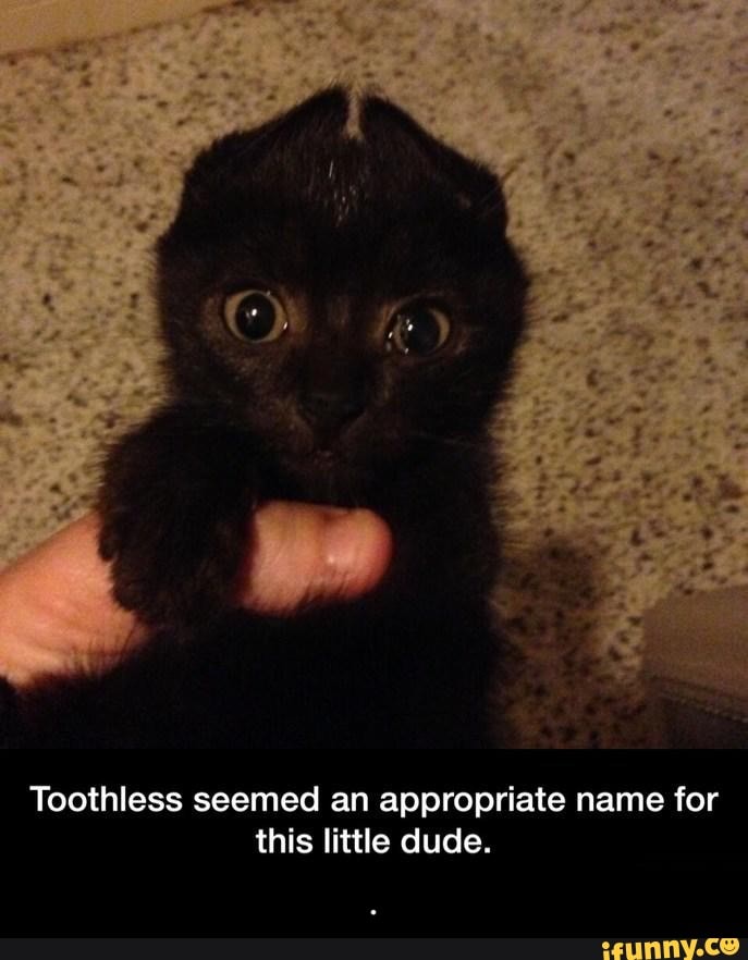 Toothless seemed an appropriate name for this little dude. - .