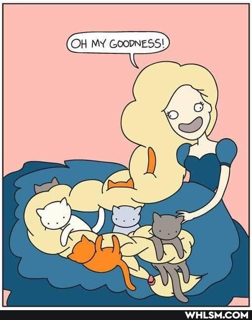 cat, wholesome_memes