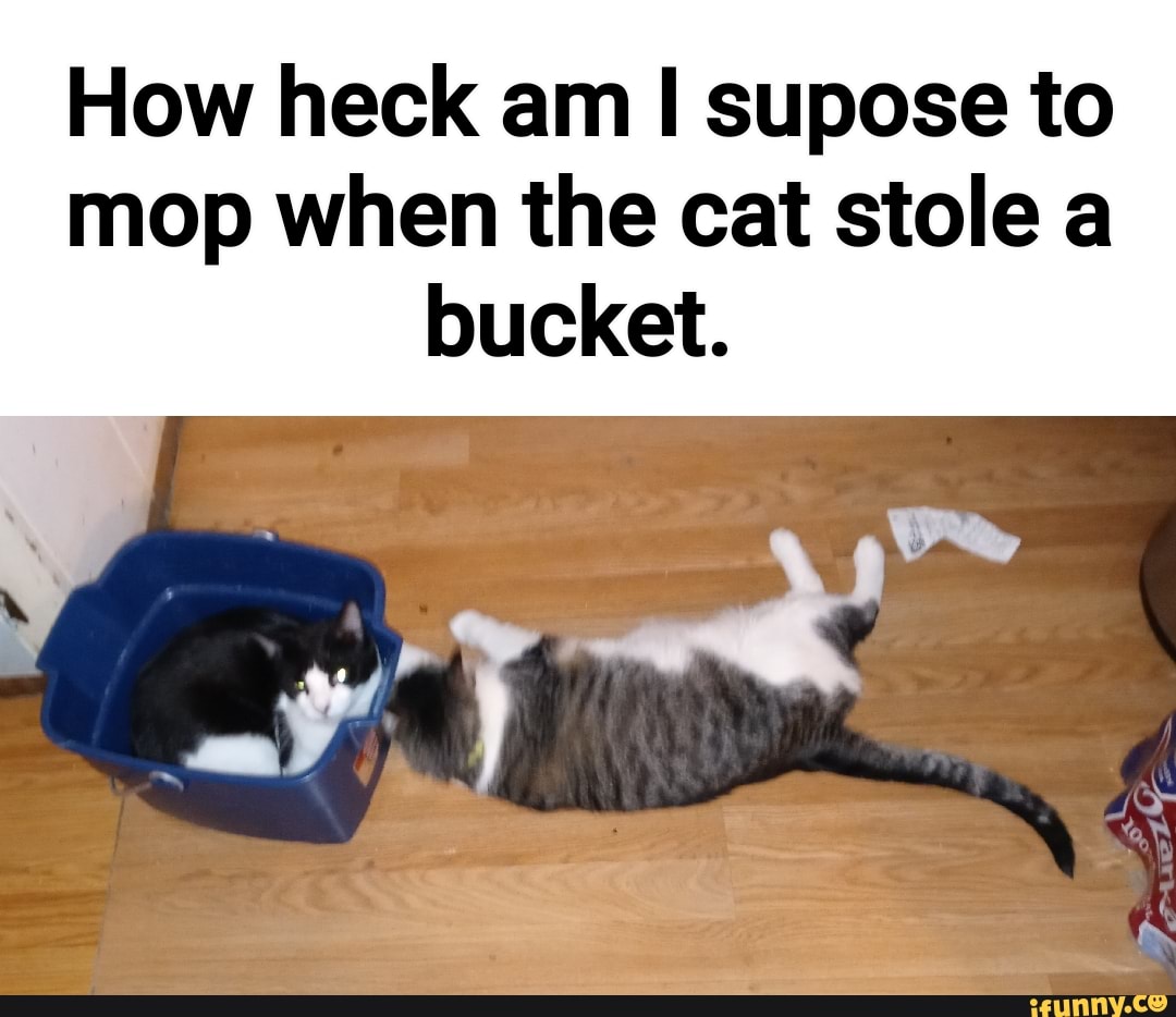 Mop memes. Best Collection of funny Mop pictures on iFunny